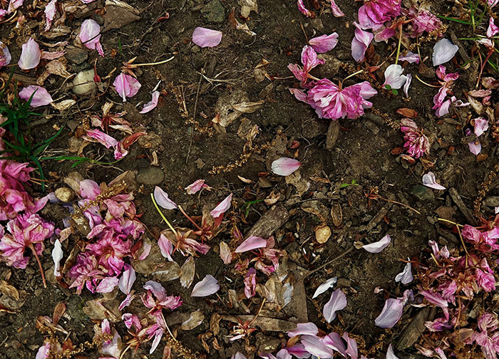 Scattered wilted pink flower petals on soil symbolizing the emotional aftermath in divorce lawyers’ haunting stories.