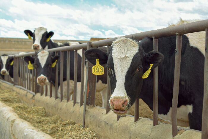Row of cows in a farm enclosure, illustrating one of the dangerous things that are often dismissed in daily life.