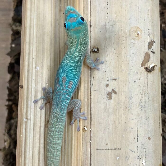Blue Mutated Phelsuma Laticauda