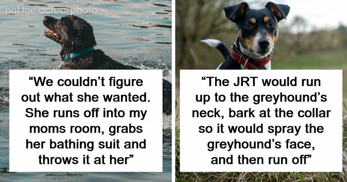 68 People Share Moments When Pets Were So Intelligent It Left Them Completely Baffled