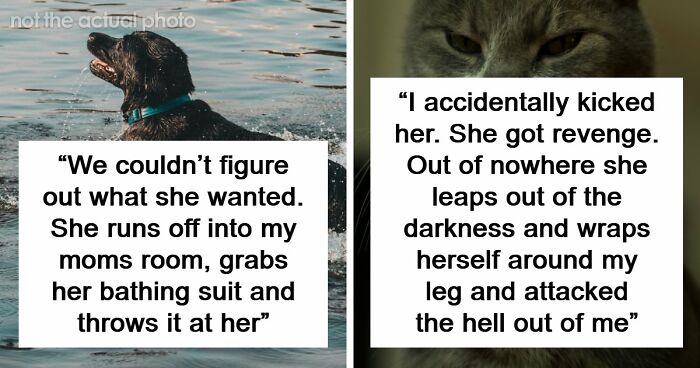 68 People Share Surprising Displays Of Intelligence They’ve Seen In Their Pets