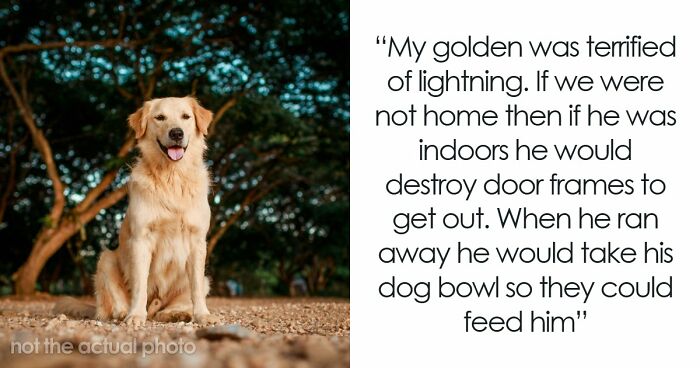 68 People Share Moments When Pets Were So Intelligent It Left Them Completely Baffled