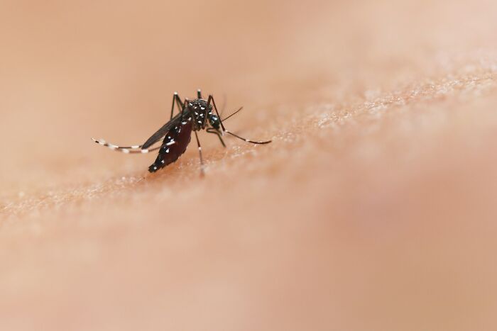 Close-up of a mosquito on human skin highlighting one of the most dangerous things often dismissed by people.