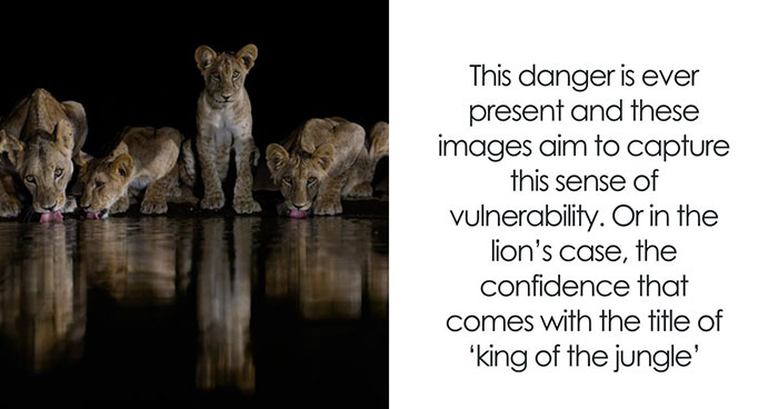 Nature In Focus: Celebrating The 2025 IPA Award Winners