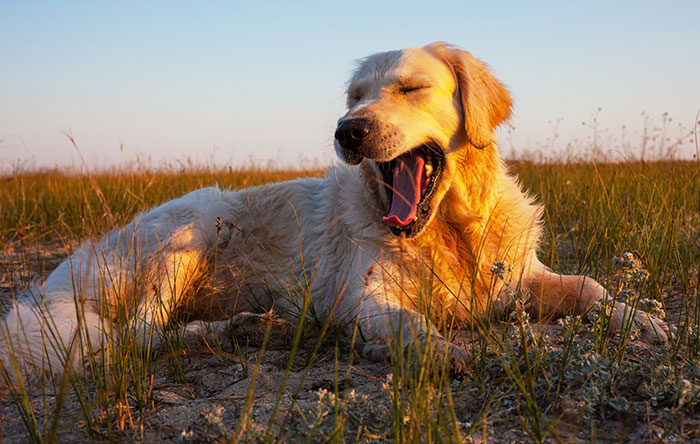 Golden retriever neighbor dog yawning while lying in grassy desert during golden hour sunlight.