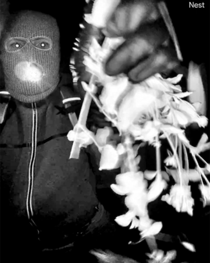Masked suspect holding flowers in night surveillance image from FBI released on the morning of Nancy Guthrie disappearance.