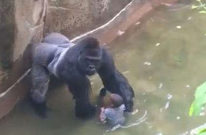 Gorilla gently holding a child in water, showcasing a powerful moment captured in photos from all over the world.