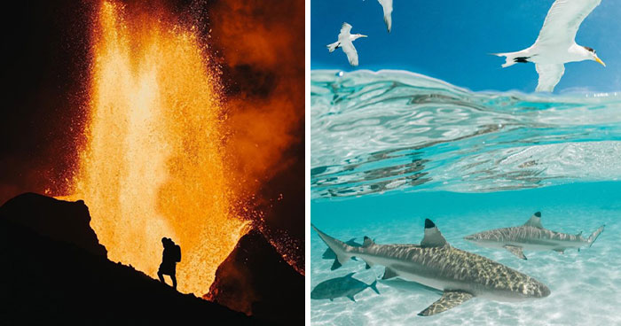 “Fox With A McDonald’s Takeaway?”: Once-In-A-Lifetime Photos Taken At The Exact Perfect Moment