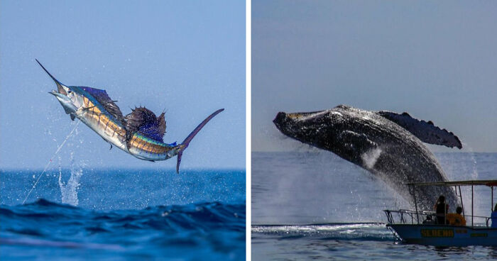 “Fox With A McDonald’s Takeaway?”: Once-In-A-Lifetime Photos Taken At The Exact Perfect Moment