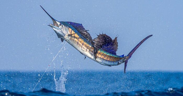 “Fox With A McDonald’s Takeaway?”: Once-In-A-Lifetime Photos Taken At The Exact Perfect Moment