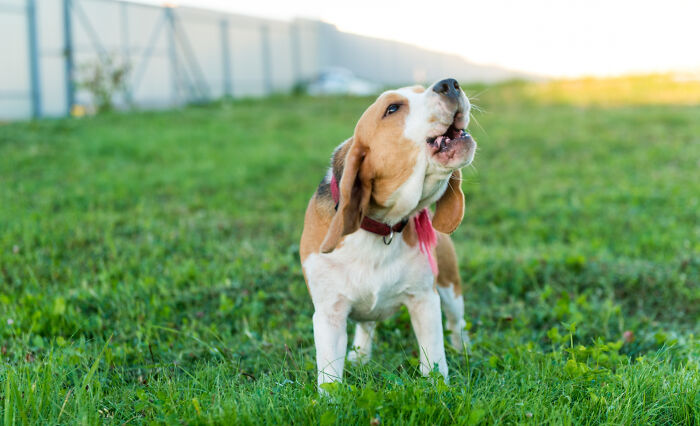 Beagle dog barking on green grass field outdoors, illustrating surprisingly petty things people secretly judge others for.