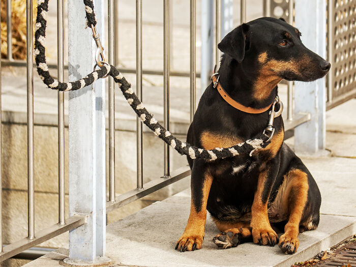 Black and tan dog tied to railing with a rope leash, sitting patiently and looking to the side in an outdoor area, messy secrets concept. Black and tan dog tied to railing with a rope leash, sitting patiently and looking to the side in an outdoor area, messy secrets concept.