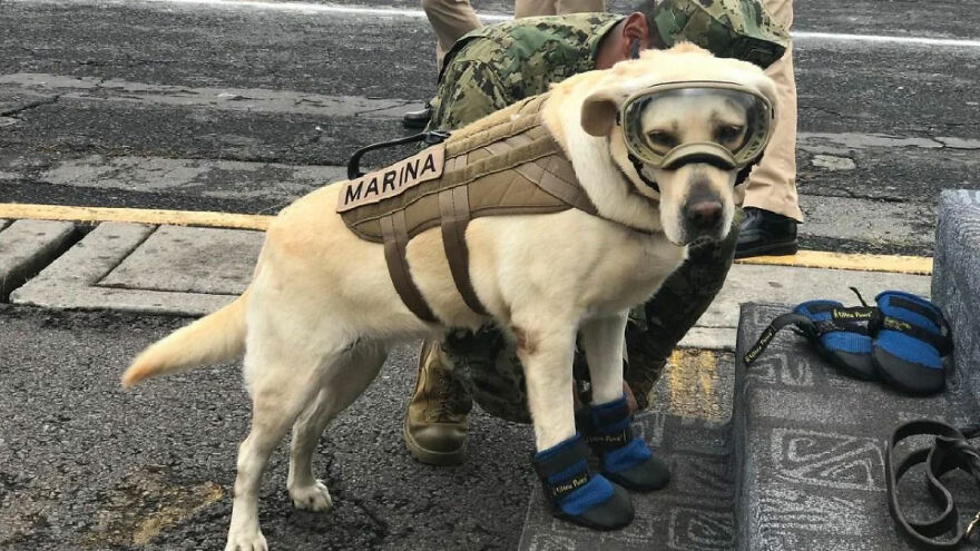 Military dog wearing protective gear and boots, exemplifying strength and resilience like gigachads admired worldwide.