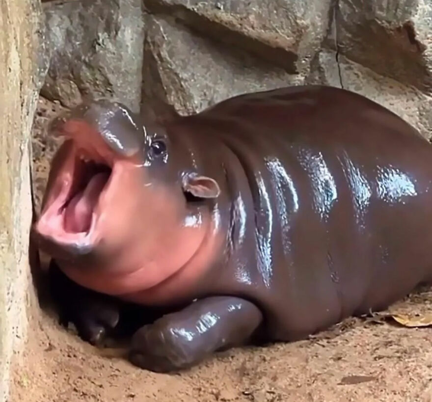 Baby hippopotamus lying on the ground with its mouth open, showcasing a rare adorable moment for gigachads fans.