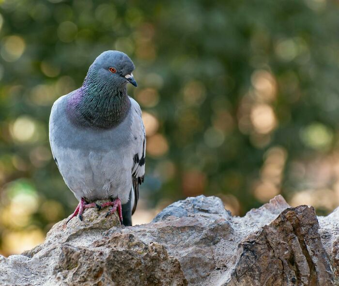 Pigeon perched on a rock with blurred green background, illustrating eerie moments of graveyard shift workers.