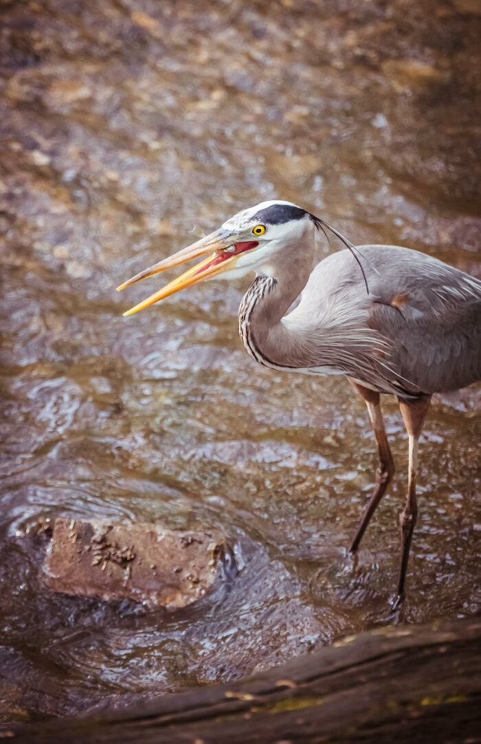 Great blue heron standing in water with its beak open, symbolizing graveyard shift workers confused moments.