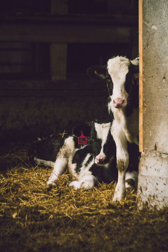 Two calves resting in a dimly lit barn, creating an eerie atmosphere for graveyard shift workers.