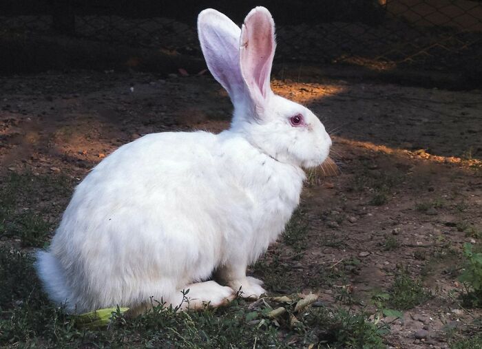 A large white rabbit with pink eyes sitting on the ground, evoking strange things that made people question reality.