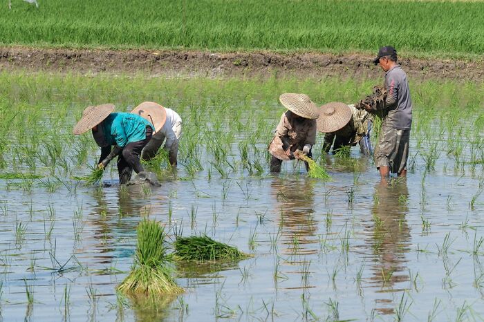 Farmers wearing traditional hats planting rice seedlings in flooded paddy fields, illustrating agricultural facts.