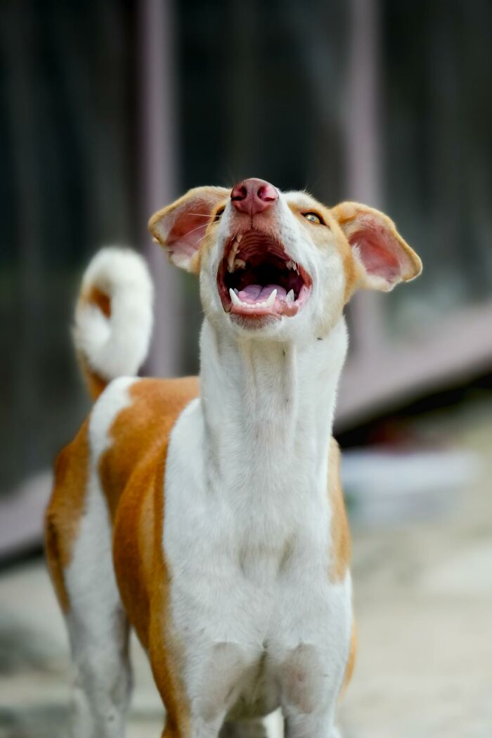 Dog barking loudly with mouth open, showing teeth, illustrating chilling sounds signaling immediate disaster.