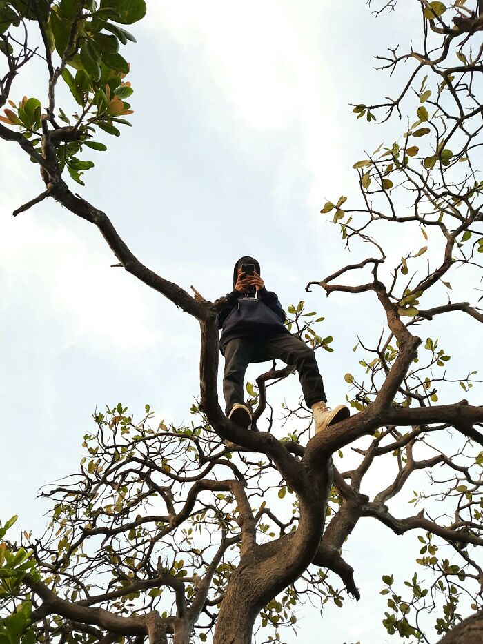 Person perched high in a tree capturing images, surrounded by branches and leaves under a cloudy sky, signaling immediate disaster.