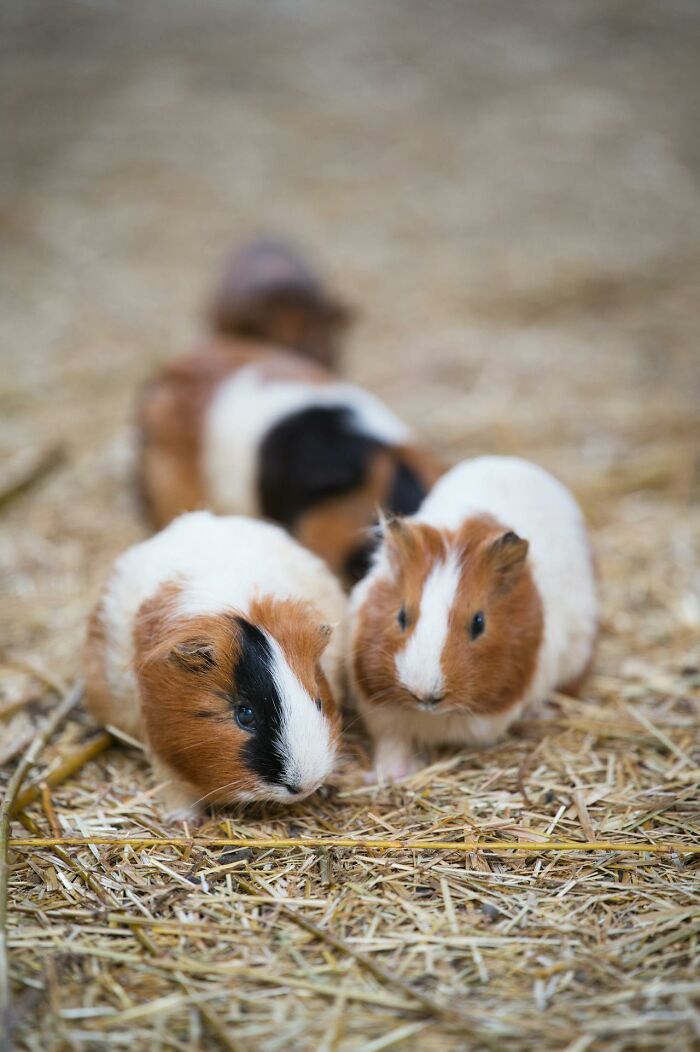 Two brown and white guinea pigs resting on straw, illustrating funny and harmless conspiracy theories in a lighthearted mood.