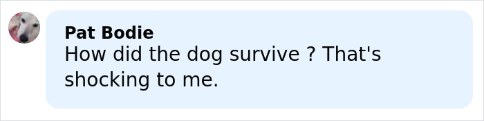 Comment discussing shock over dog surviving while hiking New York's highest peak with young woman who lost her life despite calling 911