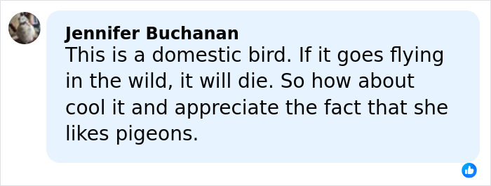 Comment by Jennifer Buchanan defending pigeons, explaining domestic birds cannot survive in the wild, related to Sabrina Carpenter Grammys criticism.
