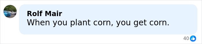 Comment by Rolf Mair saying When you plant corn, you get corn, shown on a social media post with 40 likes. Comment by Rolf Mair saying When you plant corn, you get corn, shown on a social media post with 40 likes.