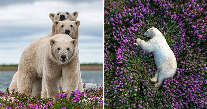 25 Stunning Wildlife Photos By Martin Gregus, Including His Famous Polar Bears