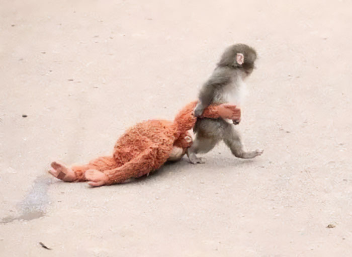 Baby monkey walking while holding a large stuffed toy, evoking emotions of abandonment and viral sympathy.