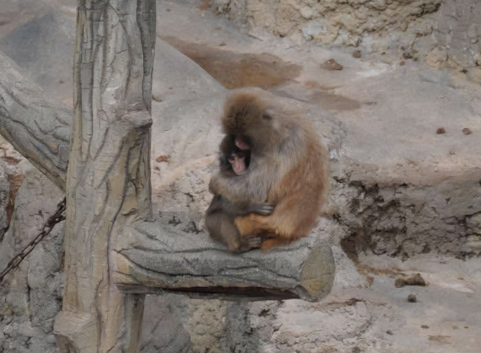 Baby monkey clings to stuffed toy on stone ledge, showing emotional bond after being abandoned by his mom.