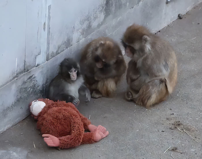 Baby monkey holding a stuffed toy, sitting with two other monkeys, highlighting abandonment and viral emotional moment.