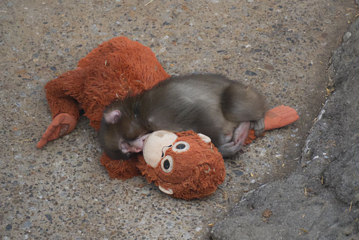Baby monkey cuddling a stuffed toy on the ground, capturing a heartbreaking moment after being abandoned by his mom.