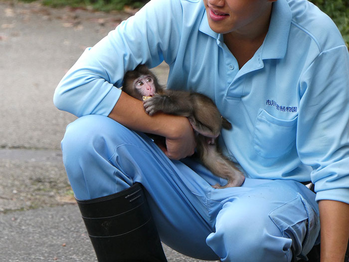 Person in blue uniform holding a baby monkey with a stuffed toy, highlighting abandoned baby monkey care.
