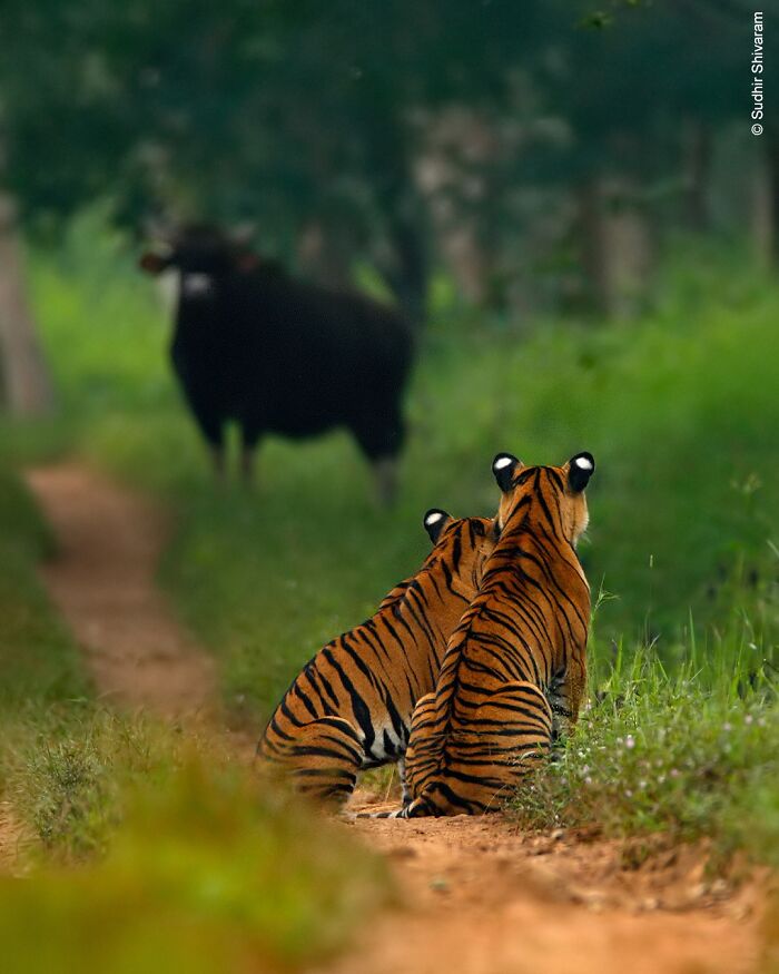Two young tigers sitting on a forest path, observing a black wild animal in a stunning wildlife photographer scene.