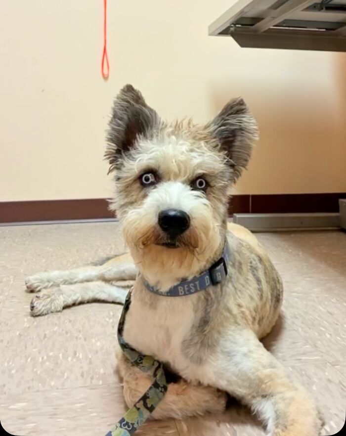 Special Needs Dog Einstein Was Given A Chance, And He’s Thriving Now Special Needs Dog Einstein Was Given A Chance, And He’s Thriving Now