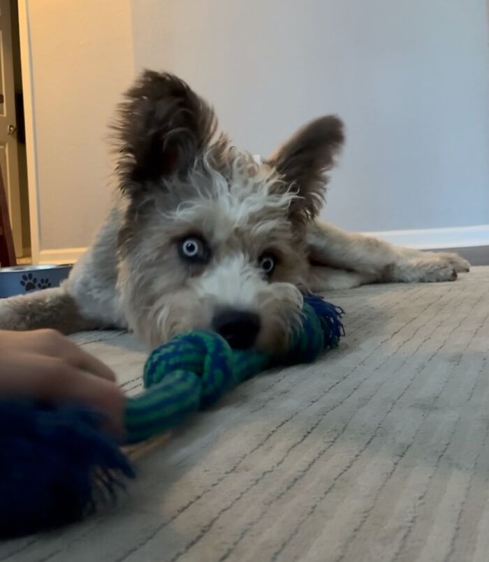 Special Needs Dog Einstein Was Given A Chance, And He’s Thriving Now Special Needs Dog Einstein Was Given A Chance, And He’s Thriving Now