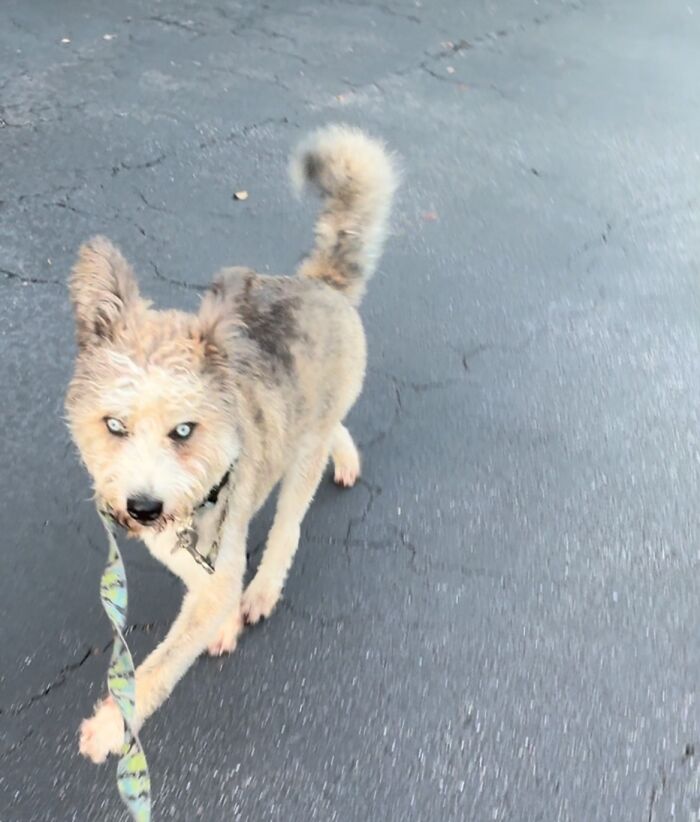 Special Needs Dog Einstein Was Given A Chance, And He’s Thriving Now Special Needs Dog Einstein Was Given A Chance, And He’s Thriving Now