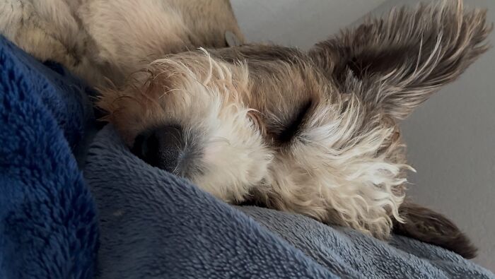 Special Needs Dog Einstein Was Given A Chance, And He’s Thriving Now Special Needs Dog Einstein Was Given A Chance, And He’s Thriving Now