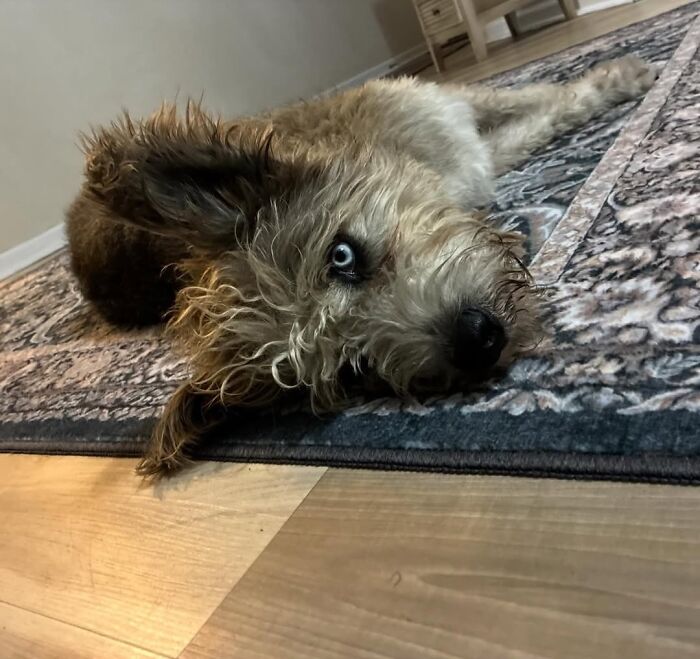 Special Needs Dog Einstein Was Given A Chance, And He’s Thriving Now Special Needs Dog Einstein Was Given A Chance, And He’s Thriving Now