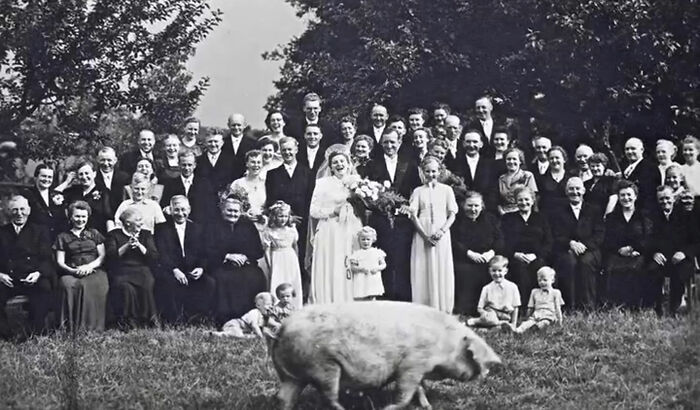 Large group photo of family and guests in vintage clothing outdoors with a pig in the foreground, rare and intriguing history photo.