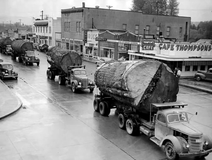 Convoy of vintage trucks hauling massive tree trunks through a small town street, showcasing rare and intriguing history.