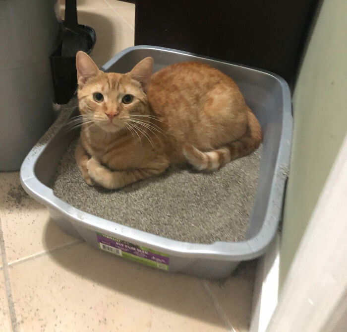 Orange tabby cat sitting in a dirty litter box, highlighting red flags that scream turn around and leave in someone’s home.