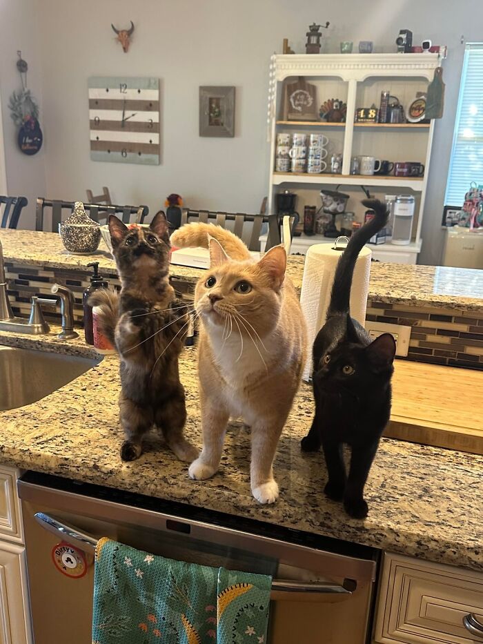 Three curious cats standing on a kitchen counter, highlighting possible red flags in someone’s home environment.