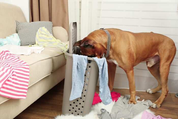 Messy room with clothes scattered and a dog rummaging through a laundry basket showing common red flags in someone's home.