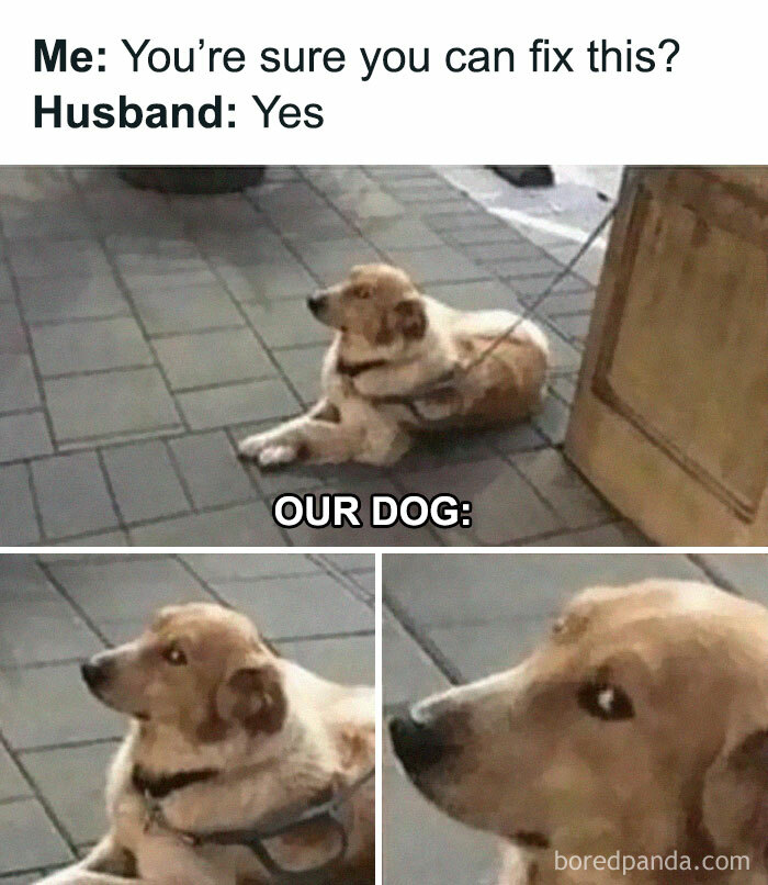 Alt text: funny chaotic marriage meme showing a dog looking doubtful when husband claims he can fix something