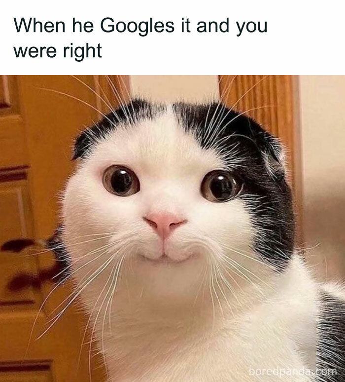 Cat with wide eyes and a curious expression, paired with a funny chaotic marriage meme about being right after Googling.