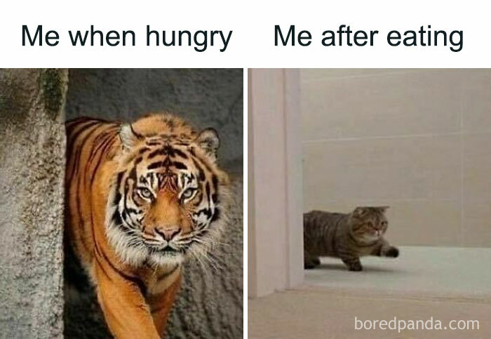Funny and chaotic marriage meme showing a fierce tiger when hungry and a small cat after eating.
