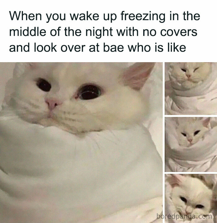 Funny and chaotic marriage meme showing a white cat wrapped in blankets reacting to waking up freezing at night.